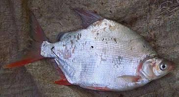 1545_Moonfish_Citharinus citharus.jpg 1545_Moonfish_Citharinus citharus.jpg
